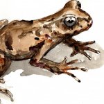 Rana di Hamilton, Leiopelma hamiltoni (by f.andreone)